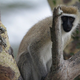 Image for article titled Monkeys want to fit in just as much as humans do